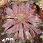 [RTS]Aeonium Yukihime - Image 2