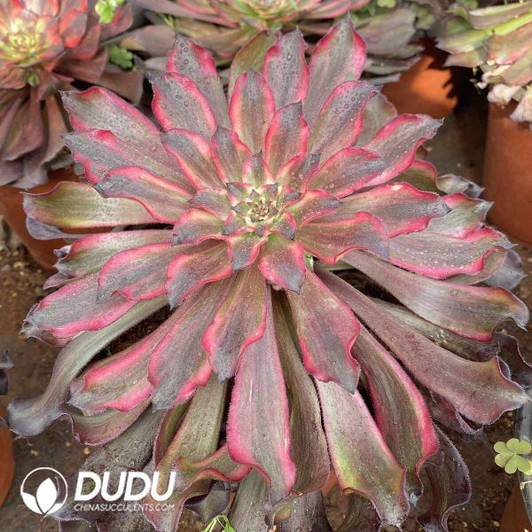 [RTS]Aeonium Yukihime - Image 2