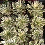 [RTS]Aeonium Porsche - Image 2