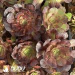 [RTS]Aeonium 'Face Painting - Image 2