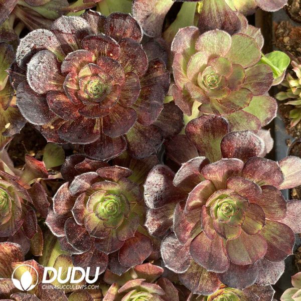 [RTS]Aeonium 'Face Painting - Image 2