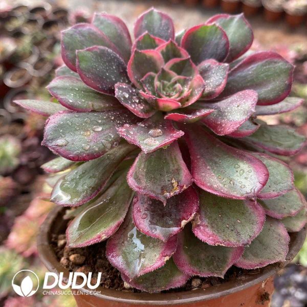 [RTS]Aeonium Zwartkop Variegated - Image 2