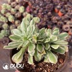 Aeonium Maybach Cristata - Image 2