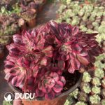 Aeonium Qingcheng Cristata - Image 2