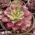 [RTS]Aeonium Pink Lady - Image 2