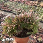 [RTS]Aeonium Xiangfei Cristata - Image 2