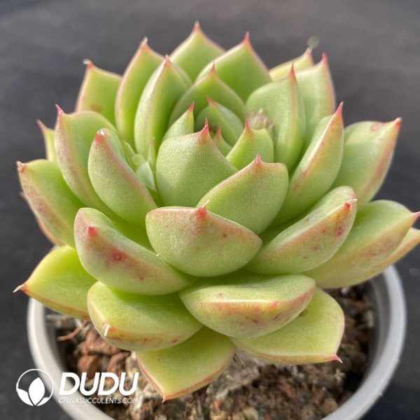 Echeveria Diana - Image 2