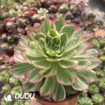 Aeonium Colorful lights - Image 2