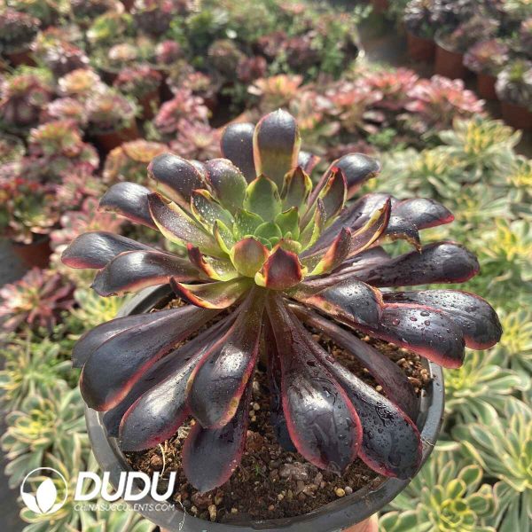 [RTS]Aeonium Superbang - Image 2