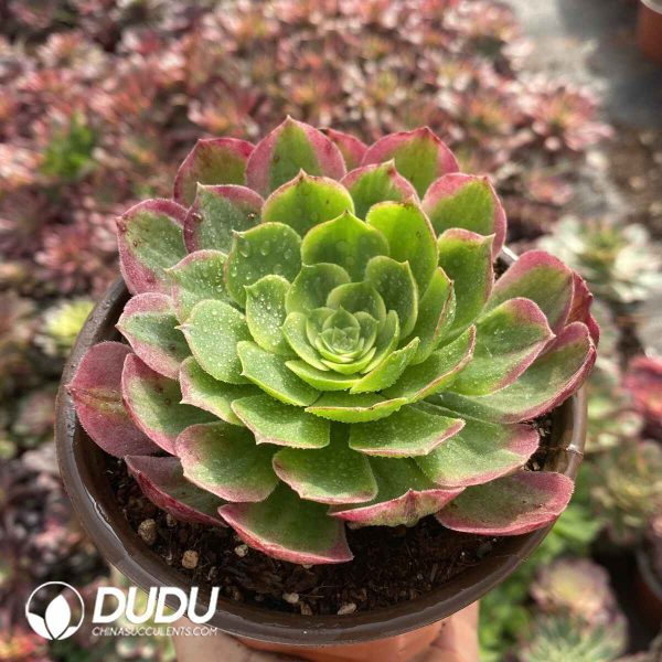 [RTS]Aeonium Yuzi - Image 2