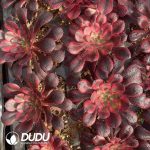 [RTS]Aeonium Chanel - Image 2