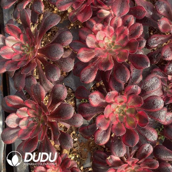 [RTS]Aeonium Chanel - Image 2