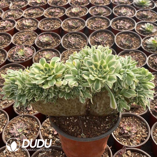 Aeonium Maybach Cristata - Image 2