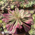 [RTS]Aeonium Yuechan - Image 2