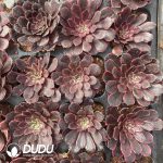 [RTS]Aeonium Oil Painting - Image 2