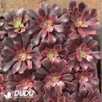 [RTS]Aeonium Medusa - Image 2