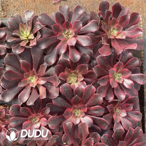 [RTS]Aeonium Medusa - Image 2