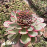 [RTS]Aeonium Lotus Seat - Image 2