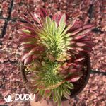 [RTS]Aeonium Qingyi Cristata - Image 2