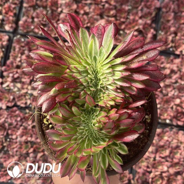 [RTS]Aeonium Qingyi Cristata - Image 2