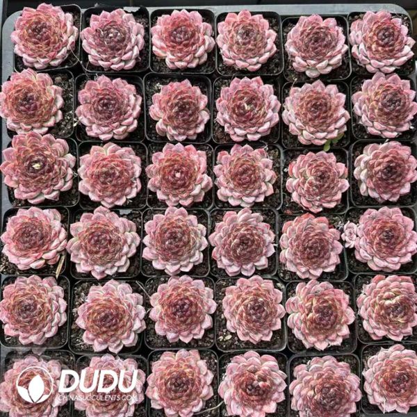 Echeveria Thunder Dragon Excellent Type - Image 2