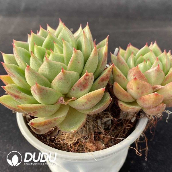 Echeveria Diana Double Heads - Image 2