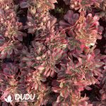 [RTS]Aeonium Black Devil Variegated Cristata - Image 2