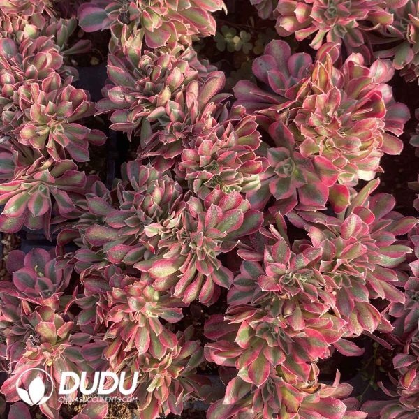[RTS]Aeonium Black Devil Variegated Cristata - Image 2