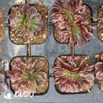Aeonium Super Bang Cristata - Image 2