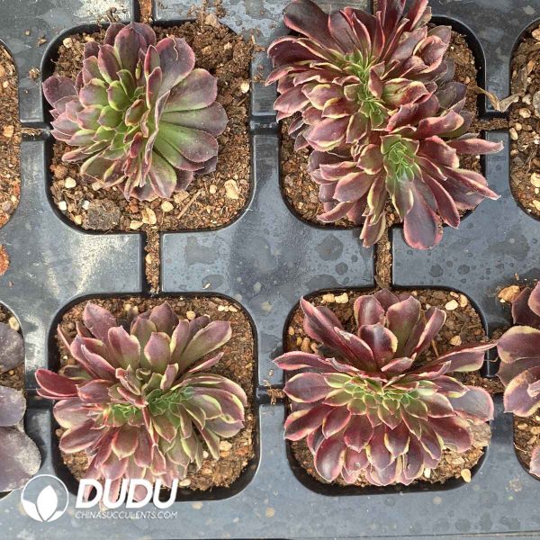 Aeonium Super Bang Cristata - Image 2