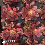 [RTS]Aeonium Ice Cream - Image 2