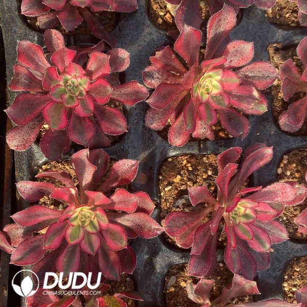 [RTS]Aeonium Ice Cream - Image 2