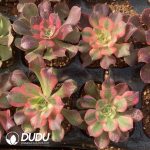 [RTS]Aeonium Xiangfei Cristata - Image 2