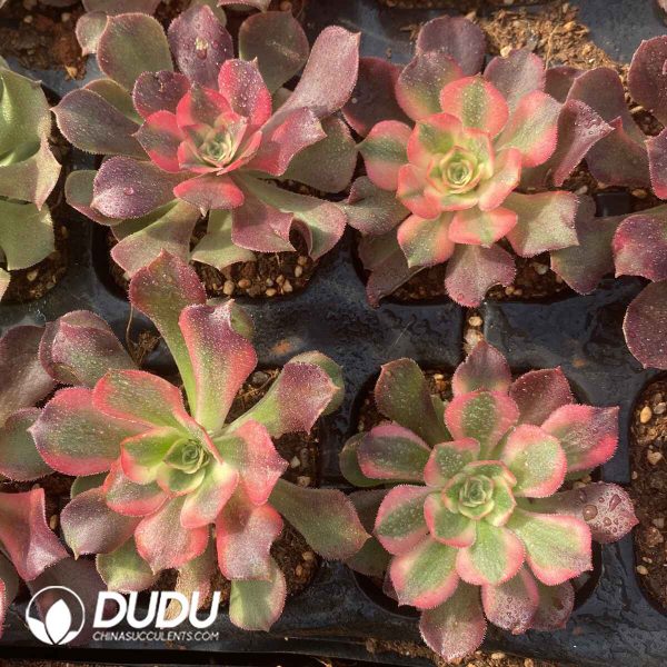 [RTS]Aeonium Xiangfei Cristata - Image 2