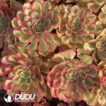 [RTS]Aeonium Peacock Feather - Image 2