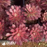 [RTS]Aeonium Pink White Moonlight - Image 2