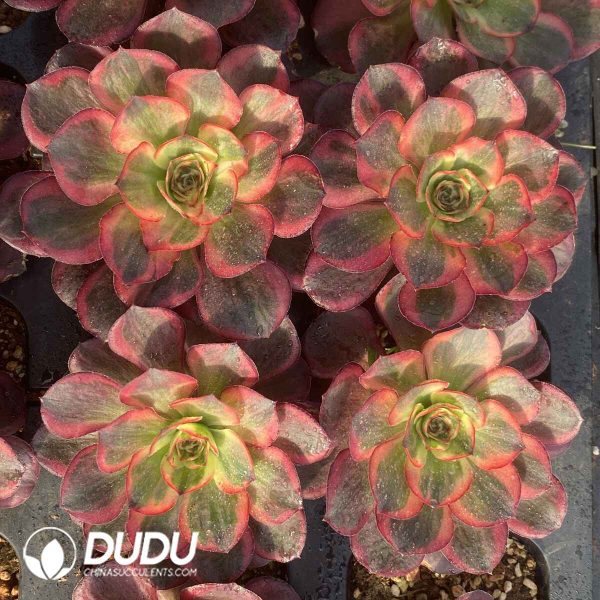 [RTS]Aeonium Nafu - Image 2