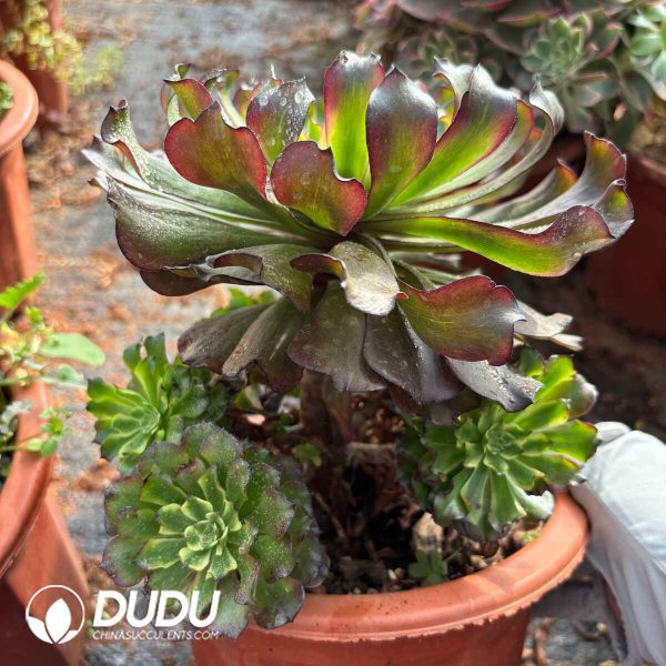 [RTS]Aeonium Lingbo Fairy - Image 2