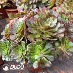 [RTS]Aeonium Facial Makeup Clustering - Image 2