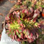 Aeonium Lichi Cristata - Image 2