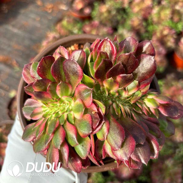 Aeonium Lichi Cristata - Image 2