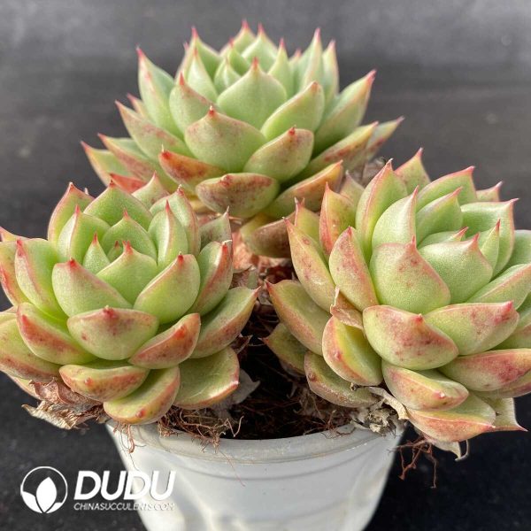 Echeveria Diana Clustering - Image 2