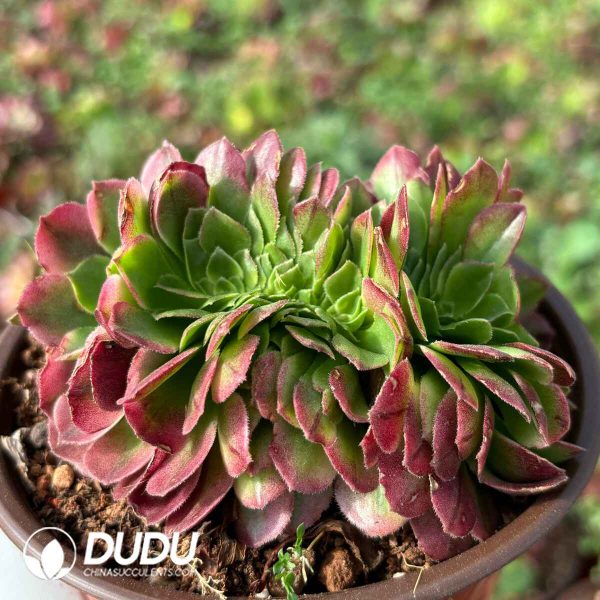 [RTS]Aeonium Hai Xian Cristata - Image 2