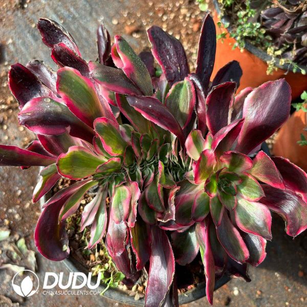 [RTS]Aeonium Red Witch Cristat - Image 2