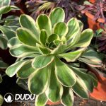 [RTS]Aeonium Green Rose - Image 2