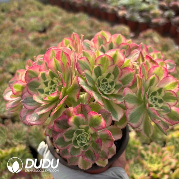 [RTS]Aeonium YuZi Blossom Clustering - Image 2