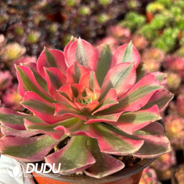 [RTS]Aeonium Banshee - Image 2