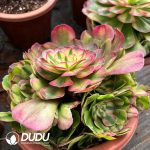 [RTS]Aeonium Lichi Clustering - Image 2