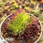 [RTS]Aeonium Golden Chrysanthemum
Cristata - Image 2