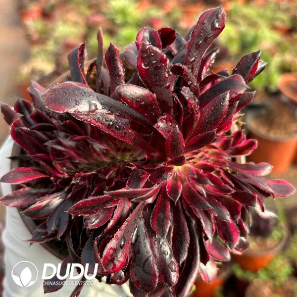 [RTS]Aeonium Magician Variegated Cristata - Image 2